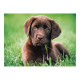 Clementoni High Quality Collection - Cagnolino di cioccolata - puzzle - 500 pezzi