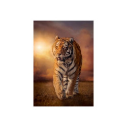 Clementoni High Quality Collection - Tigre - puzzle - 1500 pezzi