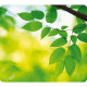 Mousepad Earth Series - Foglie - ecologico - Fellowes